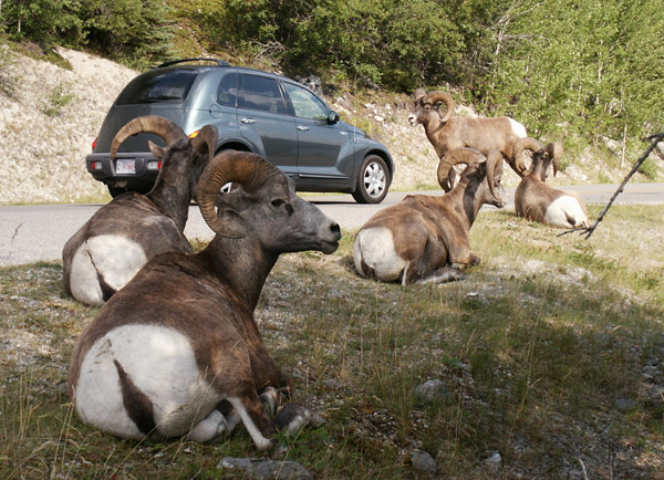 Bighorns relaxing on the side of the road to Maligne Lake