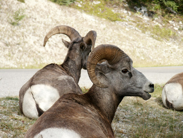 Bighorn sheep, Jasper National Park