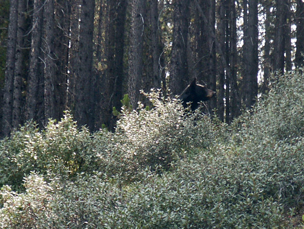 Black Bear, Jasper National Park