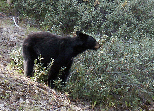 Black Bear, Jasper National Park