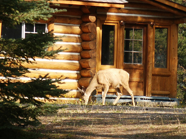 Deer in front of a cabin, Maligne Lake