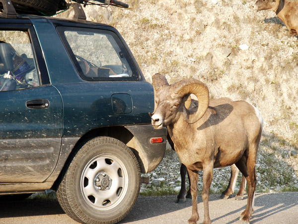 Bighorn Sheep and my Rav4, Jasper National Park