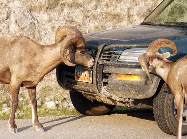 Bighorn Sheep licking the car