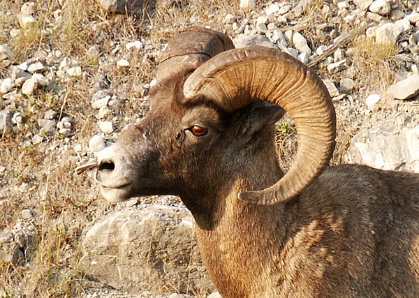 Bighorn Sheep, Jasper National Park