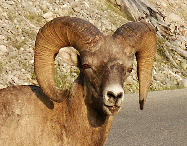 Bighorn Sheep close-up, Jasper National Park