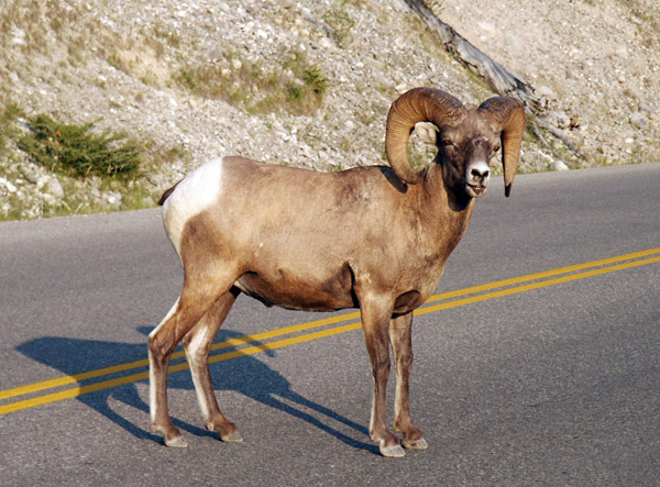 Bighorn Sheep, Jasper National Park