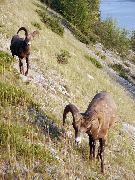 Bighorn Sheep, Jasper National Park