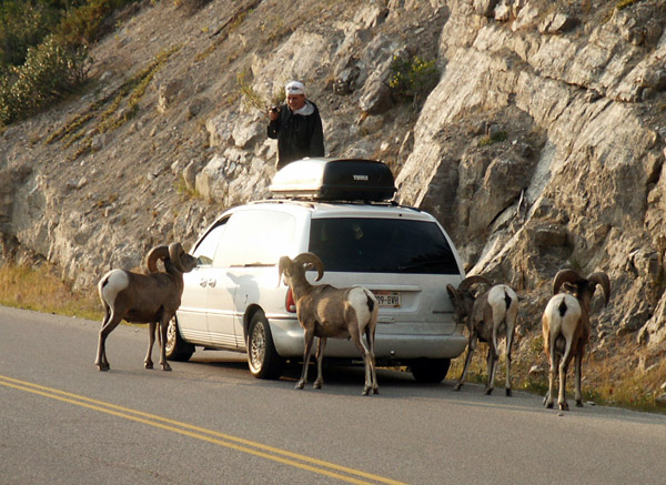 Bighorn Sheep surround a different car