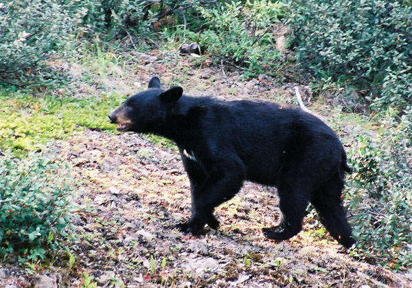 Black bear, Maligne Lake Road, Jasper