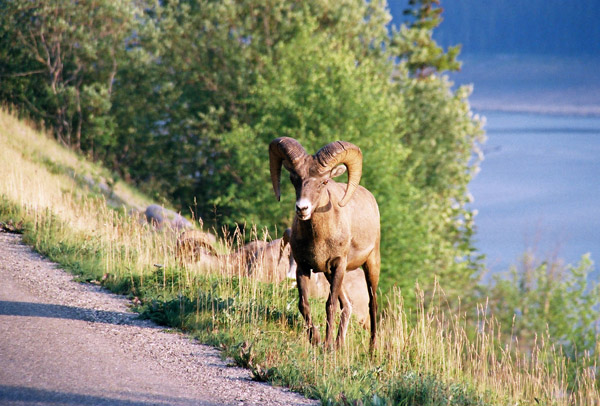 Bighorn Sheep, Maligne Lake