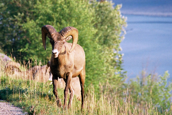 Bighorn Sheep, Maligne Lake