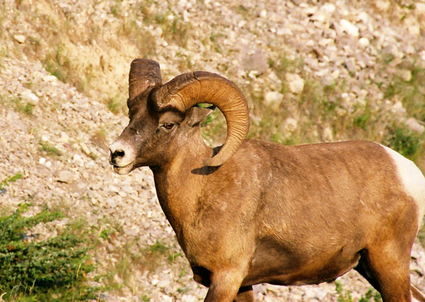 Bighorn Sheep, Jasper National Park