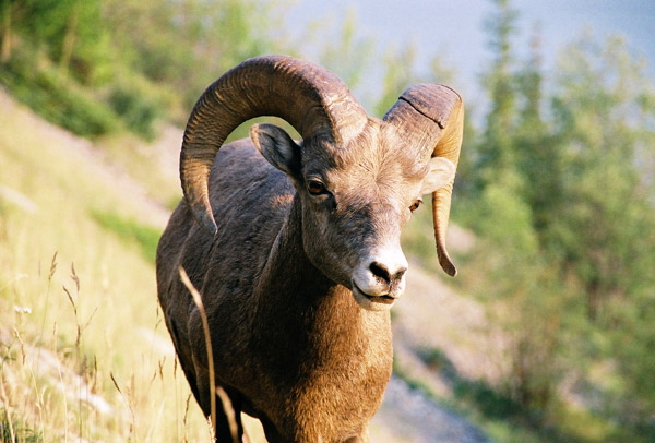 Bighorn sheep, Jasper National Park