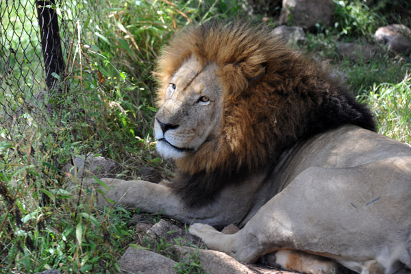 A big male at the Lion Park