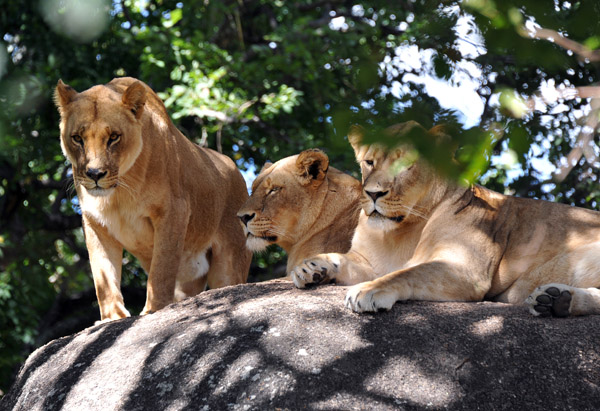 The Lion Park probably has around 30 of the big cats