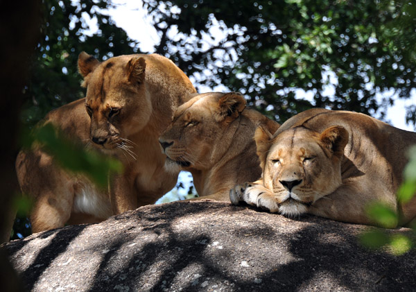 Three lionesses 