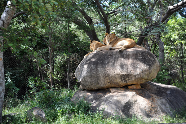 The lions love to rest on the big boulders