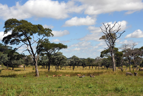 Numerous species of antelope and other herbivores are kept away from the lions