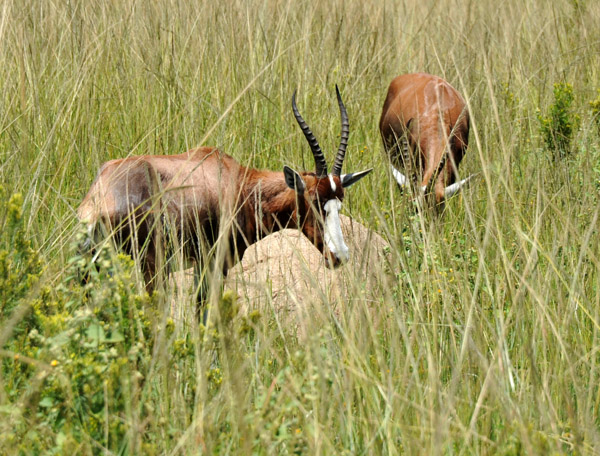 Blesbok, endemic to South Africa