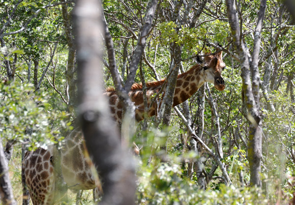 Giraffe in the forest