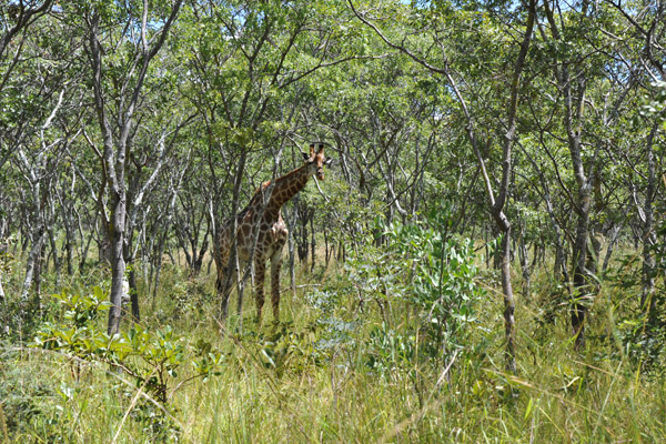 We went on foot to get a closer look at the giraffe