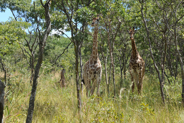 The Lion Park has 3 giraffes
