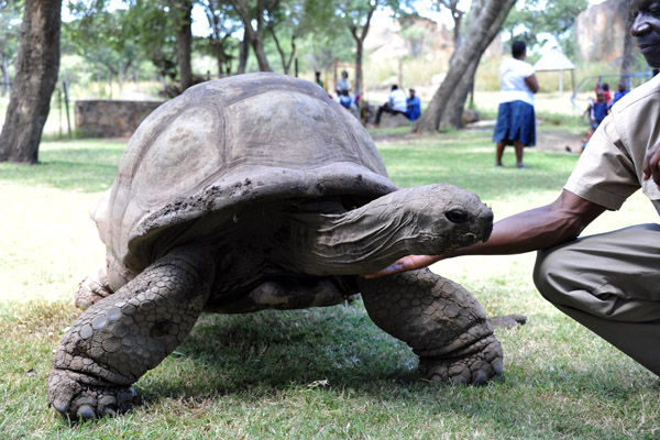 The Galapagos Tortoise loves having his neck rubbed
