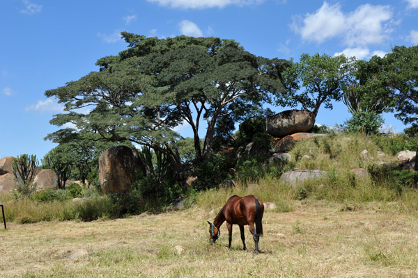 Horse riding offered at the Lion Park