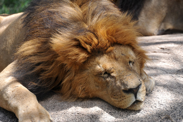 Sleepy lion