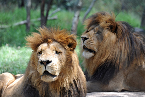 A pair of big males at the Lion Park