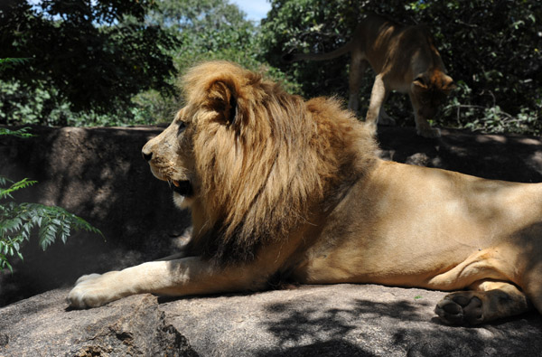 Lion Park