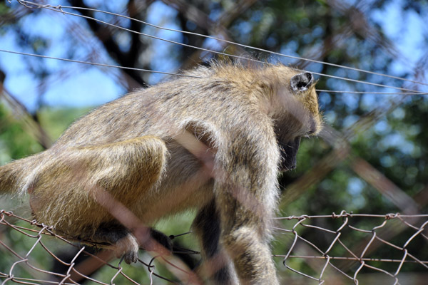 A baboon climbing the fence