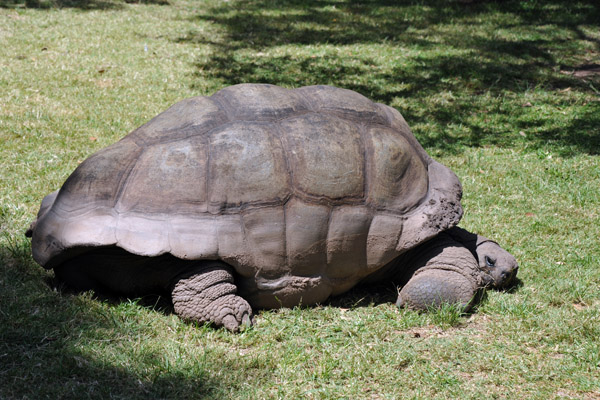 Galapagos Tortoise, in Zimbabwe since the 1960s