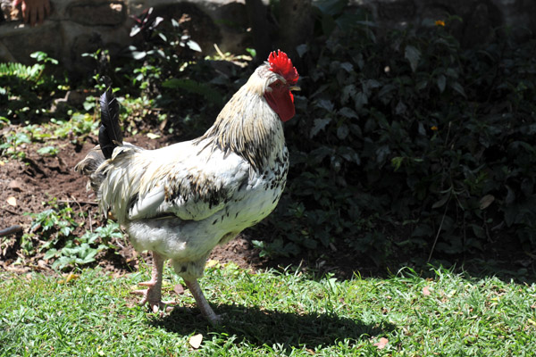 A rooster wandering around the lion park