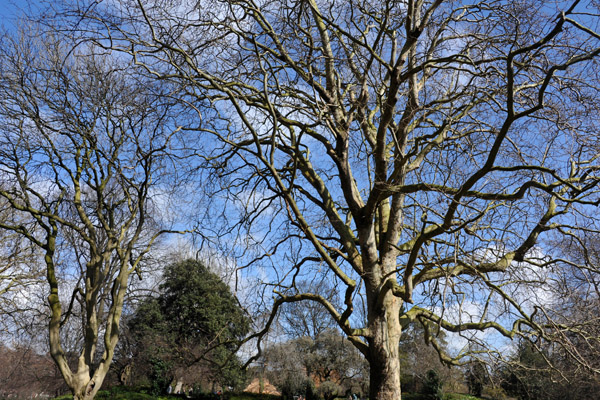 Trees in Saint Stephen's Green Park, April 2013