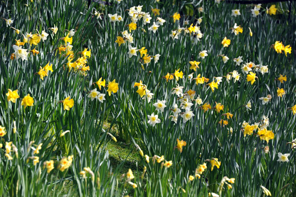 Spring Flowers, Saint Stephen's Green Park, Dublin