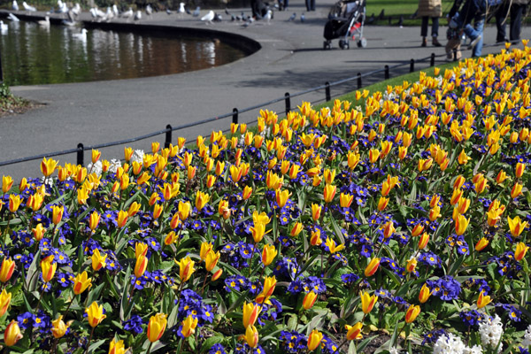 Tulips in April, Saint Stephen's Green Park, Dublin