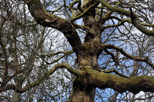 Moss covered tree, Merrion Square park, Dublin