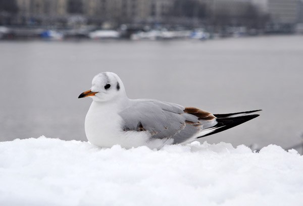 Seagull sitting on a snow covered railing, Lake Zrich