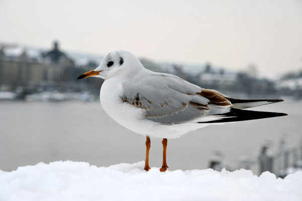 Seagull in the winter snow, Zrichsee