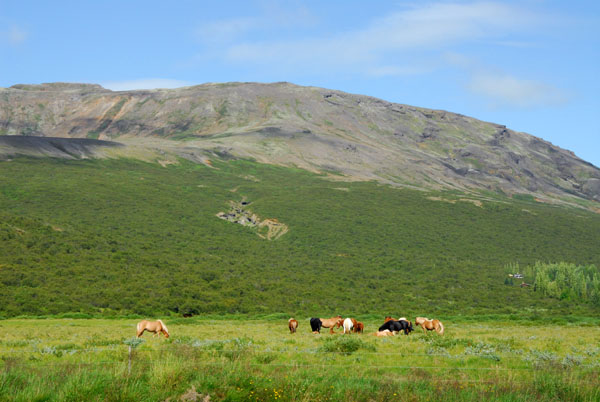 Herd of Icelandic horses grazing beneath Efstadalsfjall (627m)