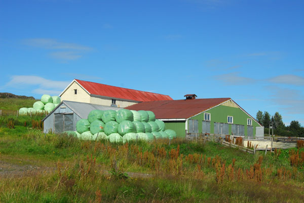 Most of the hay bales in Iceland are white, these are green