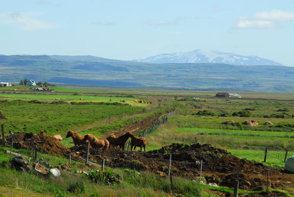 Horses and Mount Hekla