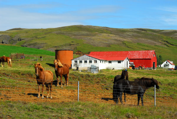 Icelandic horses on a farm near thl