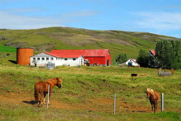 Icelandic horses and a farm