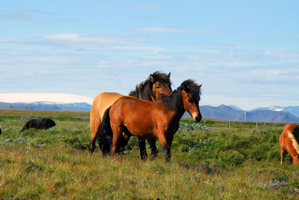 Icelandic horses near Gullfoss