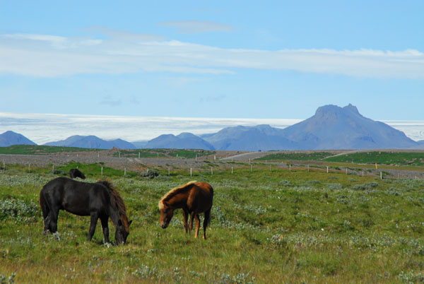 Horses with Langjkull and Hagafell