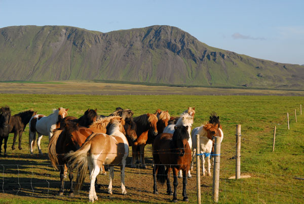 Icelandic horses in a field along Route 26 near Mount Hekla