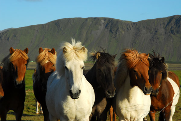 Icelandic horses