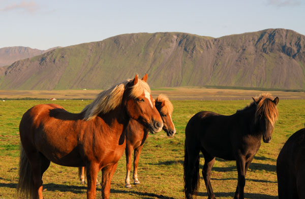 Icelandic horses